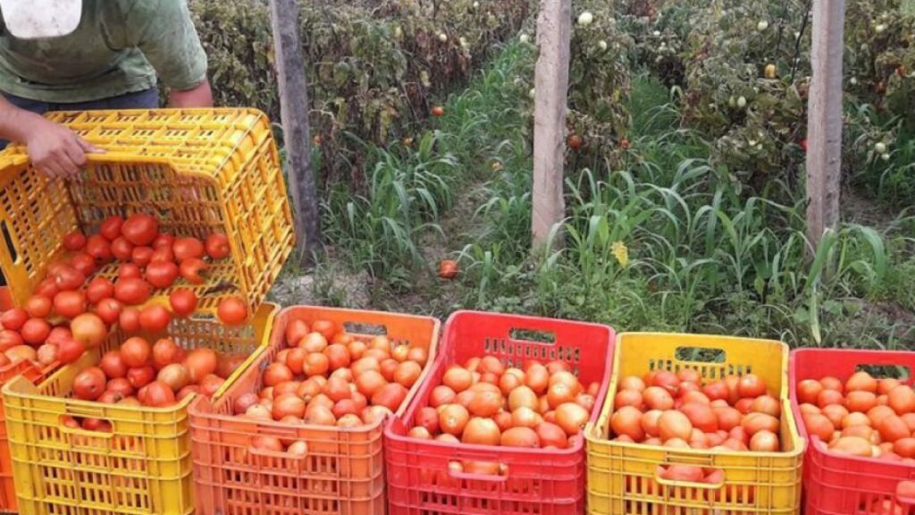 Soluciones innovadoras para fortalecer la horticultura en La Pampa ...